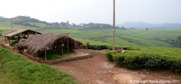 The lovely green tea plantations