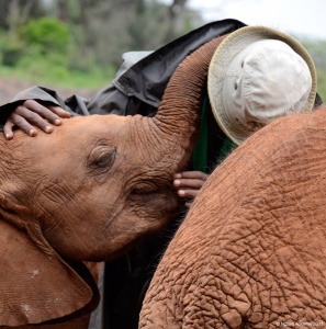 Elephant Cuddle, Nairobi Elephant Orphanage, Kenya