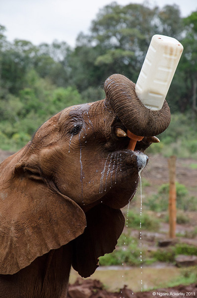 Milk time!, Nairobi Elephant Orphanage, Kenya