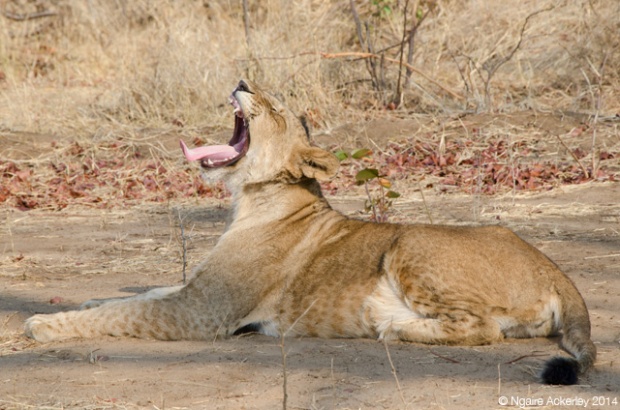 Lion Yawning