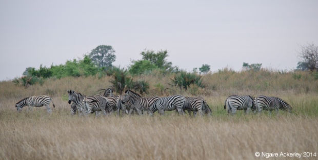 Group of zebra