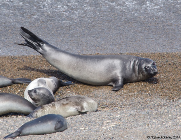 Elephant Seals, Punta Norte, Peninsula Valdes
