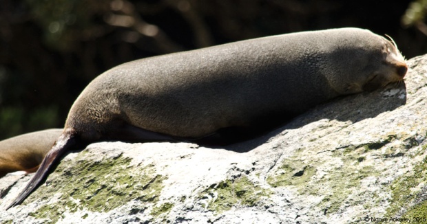 Seal in Milford Sound