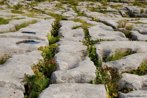 Ground at Burren National Park, Ireland
