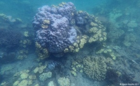 Coral on the Upolu Reef, Great Barrier Reef, Australia