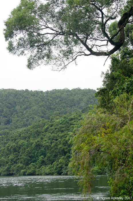 Daintree rainforest is vast