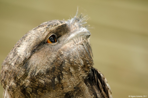 Owl, Wildlife Habitat, Port Douglas