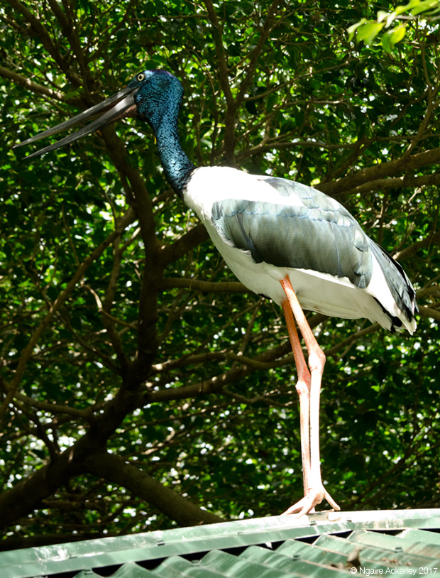 Stork on roof, Wildlife Habitat
