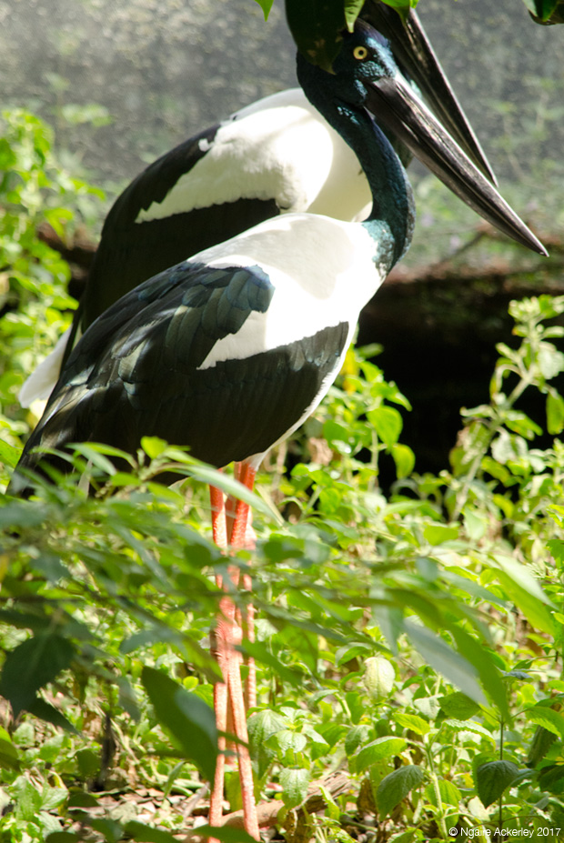 Stork, Wildlife Habitat