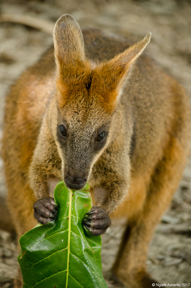 Wallaby eating, Wildlife Habitat