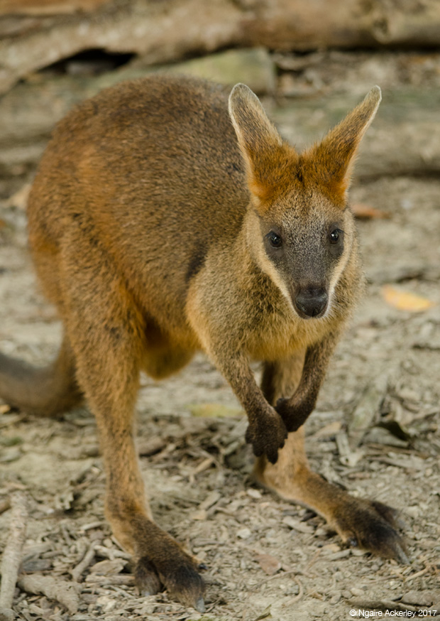Wallaby, Wildlife Habitat