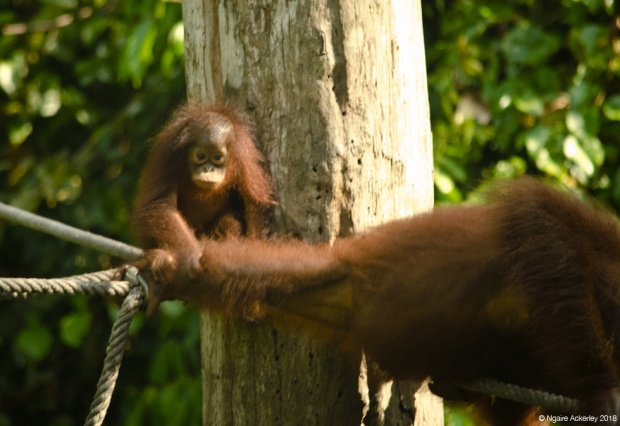 Orangutan baby, Sepilok Rehabilitation Centre, Borneo